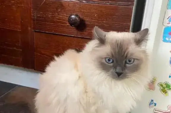 Chat perdu, Bois-Colombes, Île-de-France - mâle sacré de Birmanie - photo