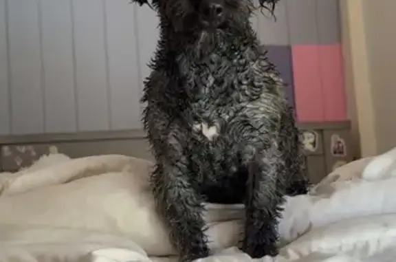 Lost female dog, Mayfield Street, Nambour - Maltese’s shitzu cross poodle - photo