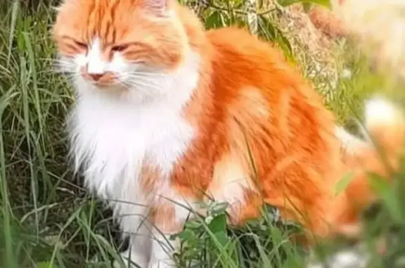 Animaux perdus Chambéry, photo: Chat perdu, Rue de l'Iseran, Chambéry - pelage mi long roux et blanc