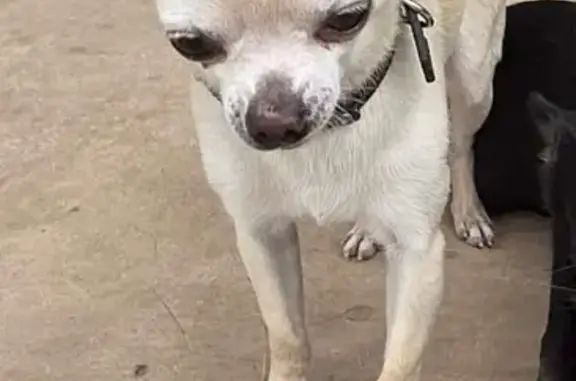 Perdido perro masculino, Carrer de Sant Jaume, Calella - color canela - photo