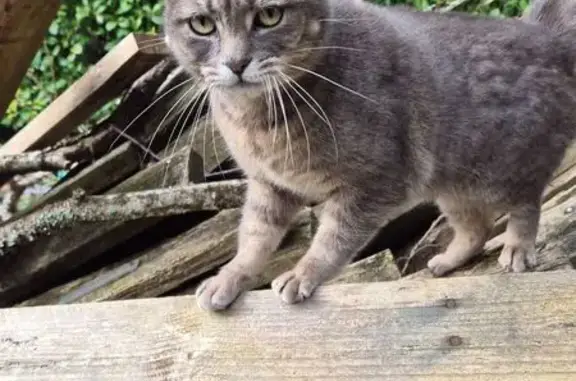 Chat trouvé Paris, photo: Trouvé Chat mâle, Impasse de Ménez Bijigou, Pont-l'Abbé, Paris - gris tigré