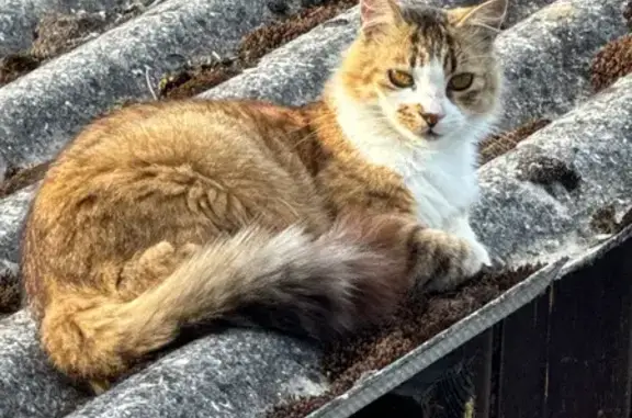Animaux perdus Paris, photo: Perdu Chat, Avenue de l'Adour, 83, Anglet - chatte tigrée