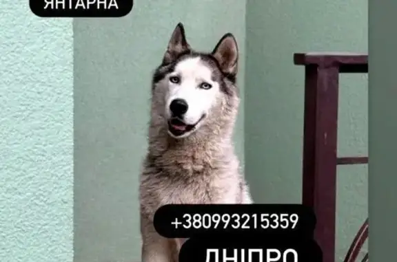 Зник собака чоловічий, Універсальна вулиця, 39, Дніпро - глухий хаскі 13 років - photo