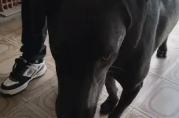 Cachorro encontrado Macho (brf...