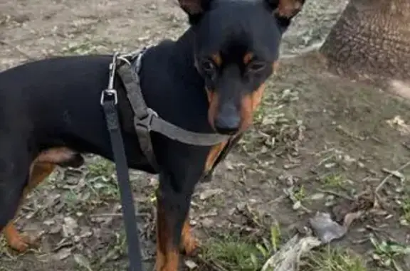 Знайдено собаку Вінниця, фото: Знайдено собаку, чоловічий, вулиця Зодчих, 10, Вінниця