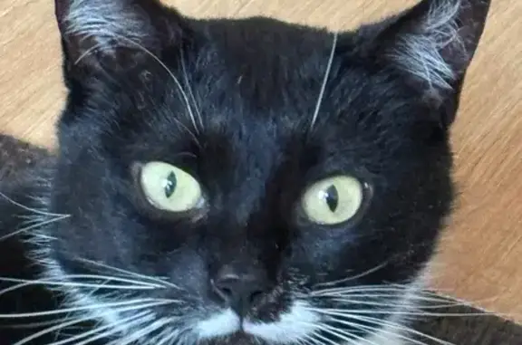 Зникла кішка, вулиця Івана Миколайчука, 6, Львів - чорно-біла з білими вусиками - photo