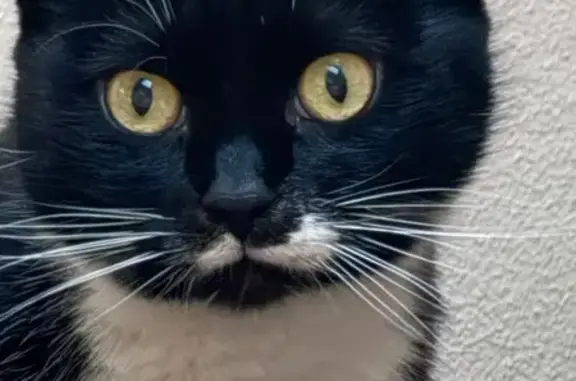 Зникла кішка, вулиця Івана Миколайчука, 6, Львів - чорно-біле забарвлення, кличка Джина - photo