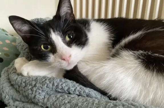Animaux perdus Quimper, photo: Perdu chat homme, Rue Mathieu Donnart, Brest - très curieux et câlin