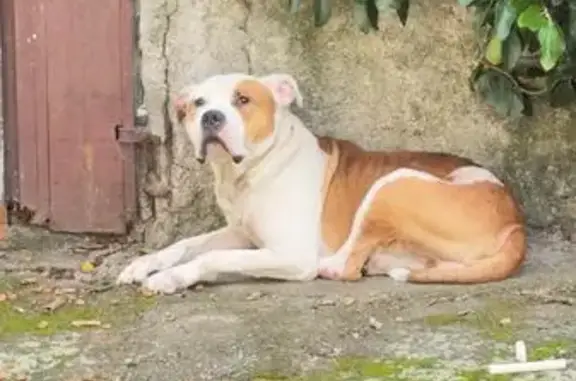 Cachorro encontrado Macho (brl002568) - photo