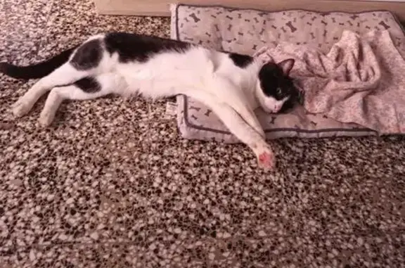 Gato macho, se llama Simon, es blanco y negro, y tiene una arne puesta en el cuerpo, no está castrado. Se perdió bien temprano en la mañana del lunes 30 de marzo 2026.