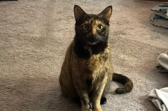 Lost female cat, South Willard Street, 71, Arlington - black 'helmet' head - photo