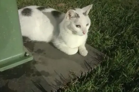 Found cat Sydney, photo: Found cat, Griffin Place, Sydney - very small and friendly