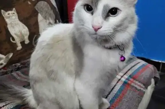 Animales perdidos Ciudad Nezahualcoyotl, foto: Perdido gato masculino, Avenida Ilhuicamina, 81, Ciudad Nezahualcóyotl - esponjadito y cariñoso