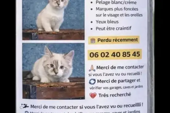 Animaux perdus Meaux, photo: Chat perdu, Avenue Henri Dunant, Meaux