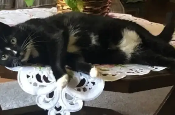 Tuxedo short hair indoor cat; has collar. She must have gotten out of garage. No front claws. She cannot hear!!! Medium height, but skinny due to her age. Friendly, but don’t know how this will affect her personality. Call 317-894-7910. Thanks!!!