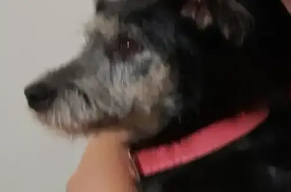 Cachorro perdido Fêmea (brl002...