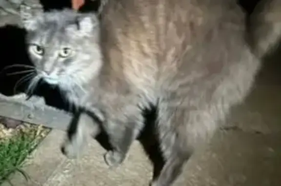 Missing cat Melbourne, photo: Lost male cat, Duncans Road, Wyndham City - grey tabby with damaged ears