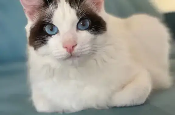 Gato desaparecido Macho (brl002570) - photo