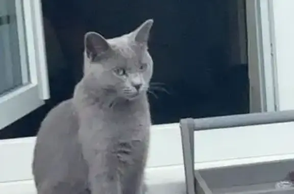 Chat perdu, Avenue Alfred Motte, 77, Roubaix - femelle câline - photo