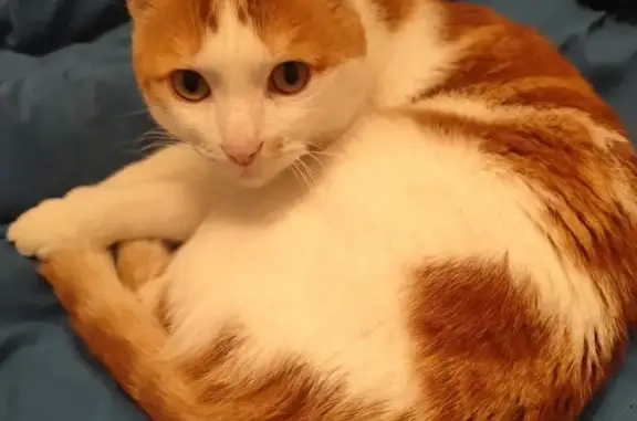 Animaux perdus Clermont-Ferrand, photo: Chat perdu, Avenue Raymond Bergougnan, Clermont-Ferrand - blanc et roux, 6 ans