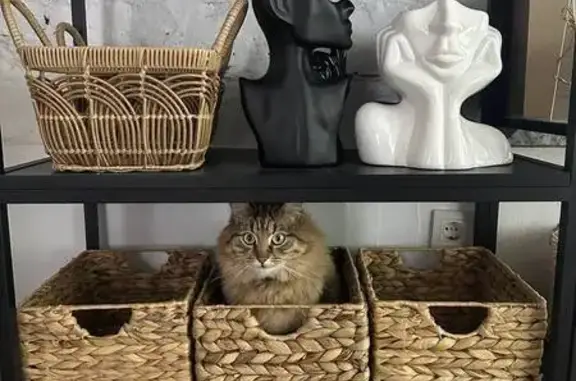 Зник кіт, Оріхуватська вулиця, 3, Київ - по кличці Адольф - photo