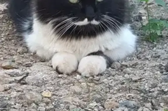 Gato desaparecido Macho (brl00...