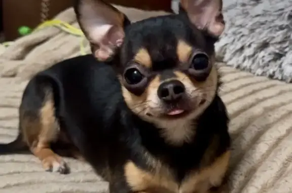 Lost and found pets Abilene, photo: Lost male dog, Garden Grove Lane, Abilene - black and tan chihuahua