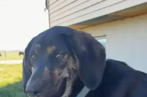 Lost and found pets Ogden, photo: Lost female dog, West 2900 South, Ogden - blue collar