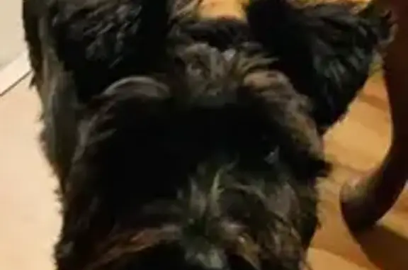 Lost female dog, Boyds Creek Highway, Seymour - black miniature schnauzer - photo