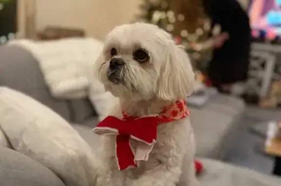 Lost and found pets Lansing, photo: Lost Male Dog, Masch Avenue, Lansing - White Shitzu-Maltese Mix
