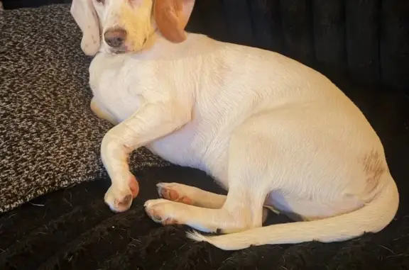 Lost female dog, Pittsburg, Benton - white lemon beagle - photo