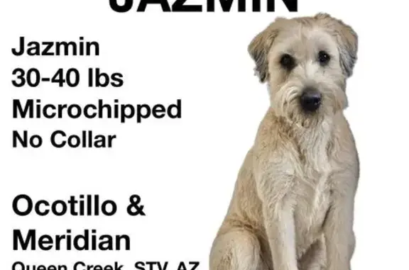 Lost female dog, Via Del Oro, Queen Creek - light brown wheaten terrier - photo