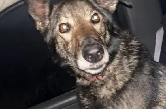 Lost male dog, 590th Avenue, Aurora - photo