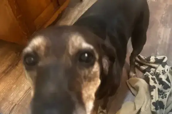 Lost female dog, Stough Road, Concord - black with brown leather leash - photo