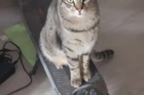 Animaux perdus Sainte-Savine, photo: Perdu chat homme, Rue Neuve de la République, Sainte-Savine - tigré gris