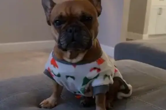 Lost female dog, Jefferson Lane, Armada - brown French bulldog - photo