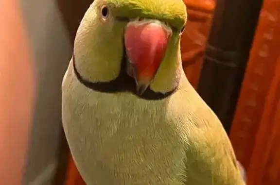 Lost male bird, South Babcock...