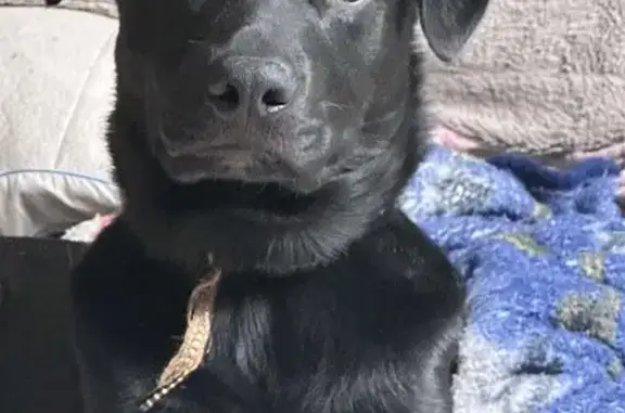 Lost and found pets Portage, photo: Lost male dog, Camelot Manor, 1244, Portage - choker chain