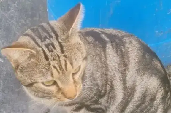 Perdido gato masculino, Rúa Cancean, Culleredo - atigrado gris - photo