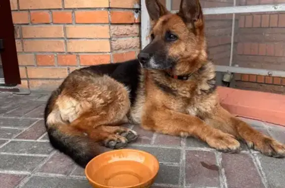 Знайдено собаку Киев, фото: Знайдено собаку, вулиця Патріарха Володимира Романюка, Київ - схожа на вівчарку
