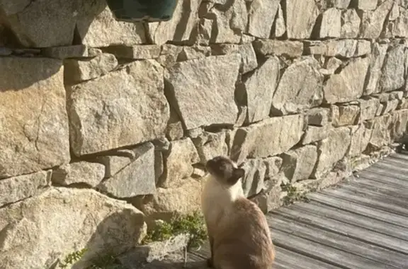 Perdu chat siamois, Route de Kroaz Ar Varen, Perros-Guirec - homme avec tache blanche sur orteil - photo