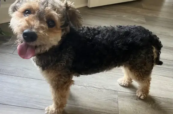 Found male dog, Greenbelt Trai...