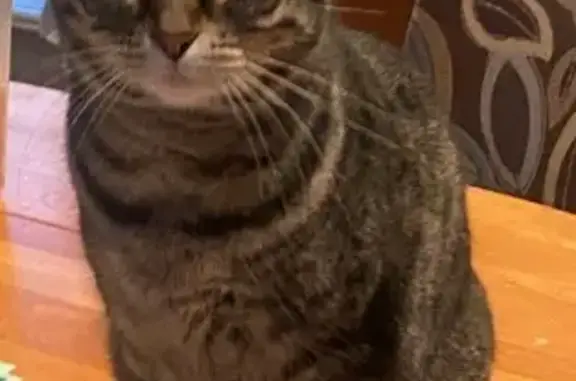 Lost female cat, Mourning Dove Drive, Waterloo - indoor, neutered and chipped - photo