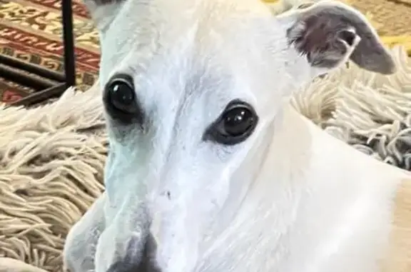 Lost female dog, South Norwood Avenue, Independence - Whippet White Tan - photo