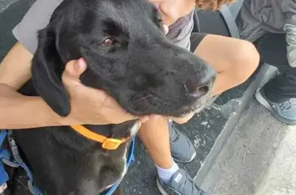 Cachorro encontrado Macho (brf...