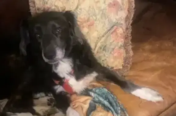 Lost male dog, Buck Stuart Road, Poplarville - blue/black coat - photo