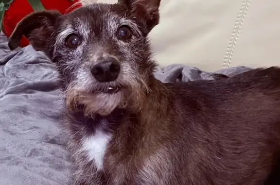 Lost male dog, Cherry Street, 929, Ocean Springs - black with silver, senior pup - photo