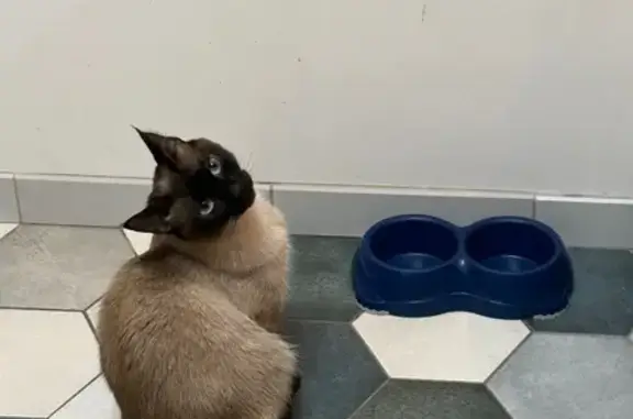 Animaux perdus Bordeaux, photo: Chat perdu, Chemin de Tambourin, Ondres, Bordeaux - Cléo, fausse siamoise