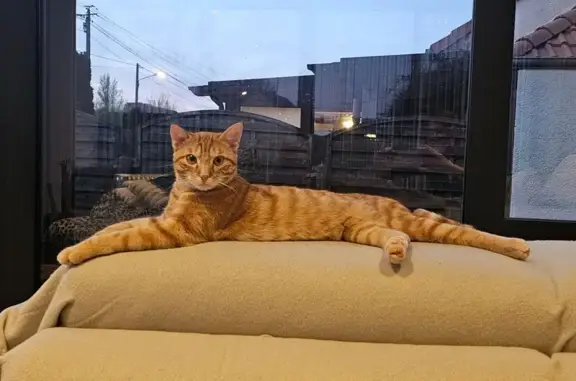 Chat perdu, Rue de la Poterie, Châteauneuf-sur-Loire - petit chat roux - photo