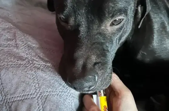 Encontrado perro masculino, Ca...